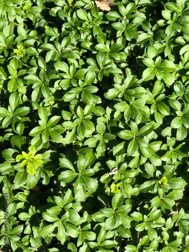 Lush Green Ground Cover