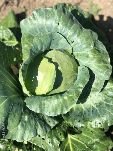 Unblemished Cabbage Head in Garden
