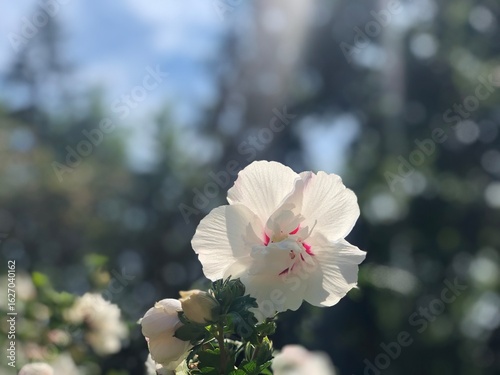  Sunlit Hibiscus Flower with Bokeh Effect