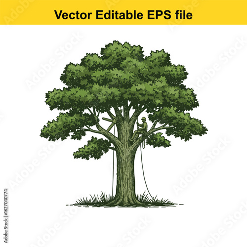 Vector art of arborist climbing a large tree for pruning, isolated on white background 