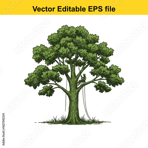 Vector art of arborist climbing a lush green tree with ropes, isolated on white background long horn, , long horn