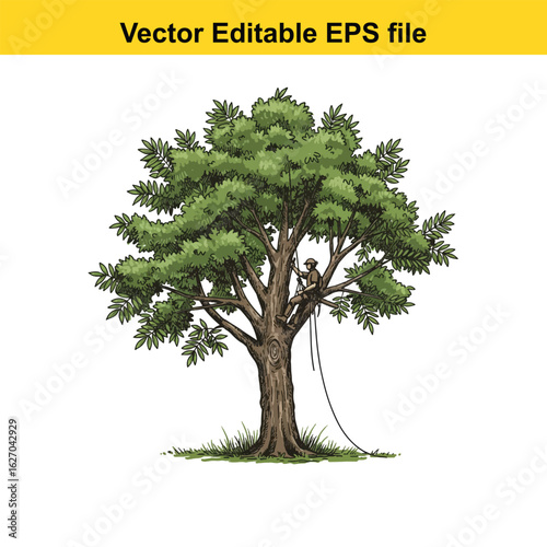 Vector art of arborist pruning a large tree isolated on white background 