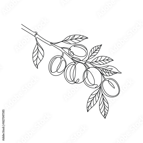 Elegant Olive Branch Illustration A Minimalist Line Art Depiction of Nature's Bounty and Mediterranean Charm in a Simple Graphic Style
