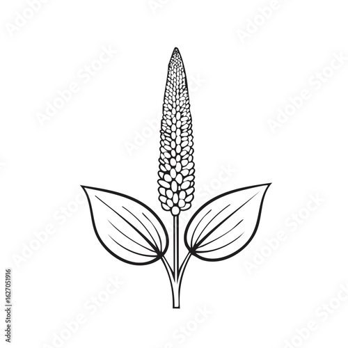 Plantain plant graphic illustration with leaves and flower head black on white