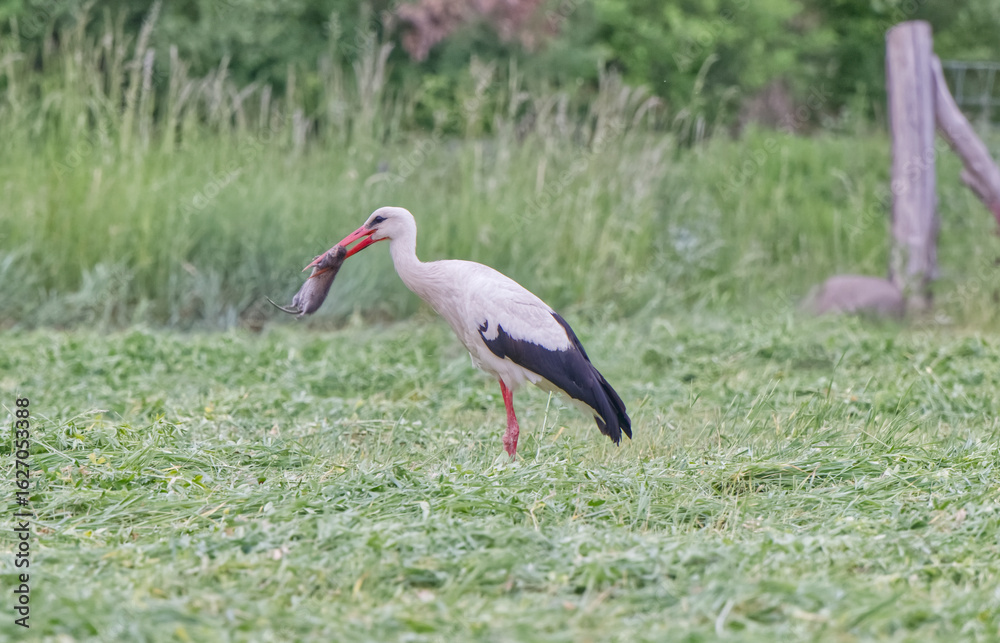 Fototapeta premium Crane on field holding live mouse in beak during hunting