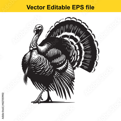 Illustration of a male turkey displaying its tail feathers isolated on white background long horn, , long horn