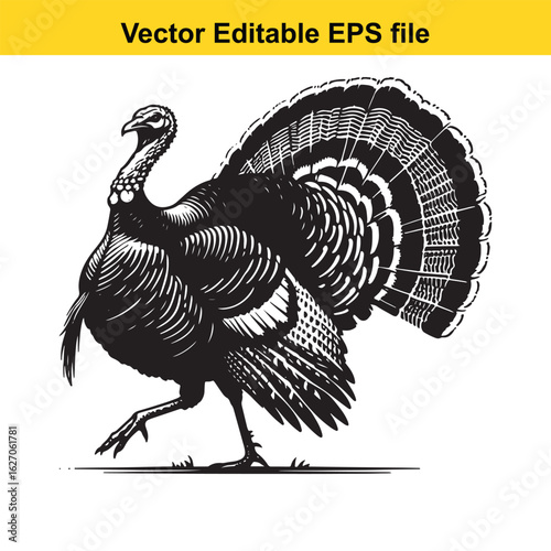 Vector art of artistic black and white drawing of a turkey walking with tail fanned long horn, , long horn