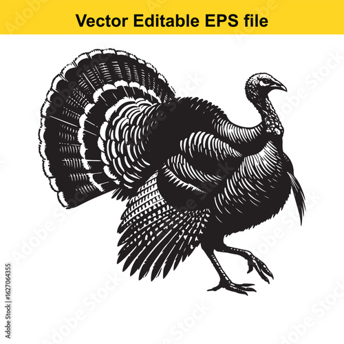 Vector art of wild turkey isolated on white background long horn, , long horn