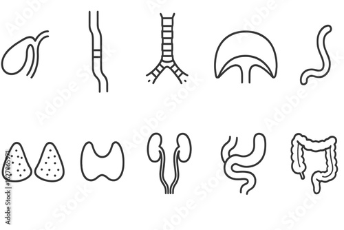 Medical, anatomy line icon set. health, human body, organ icons collection