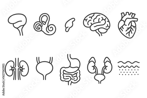 Anatomy, human body outline icon set. medical, organ, health icons line collection