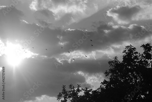Palomas emergiendo entre las nubes