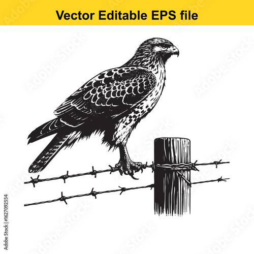 Vector art of hawk perched on a barbed wire fence, isolated on white background long horn, , long horn