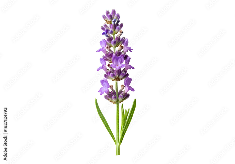 Naklejka premium Close-up of a single lavender flower stem against a black background.