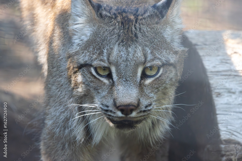 Obraz premium straight on close up portrait of a lynx