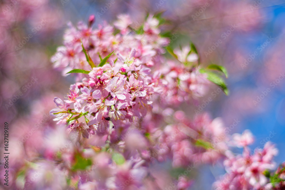 pink flowers in the garden pink flowers in the garden
