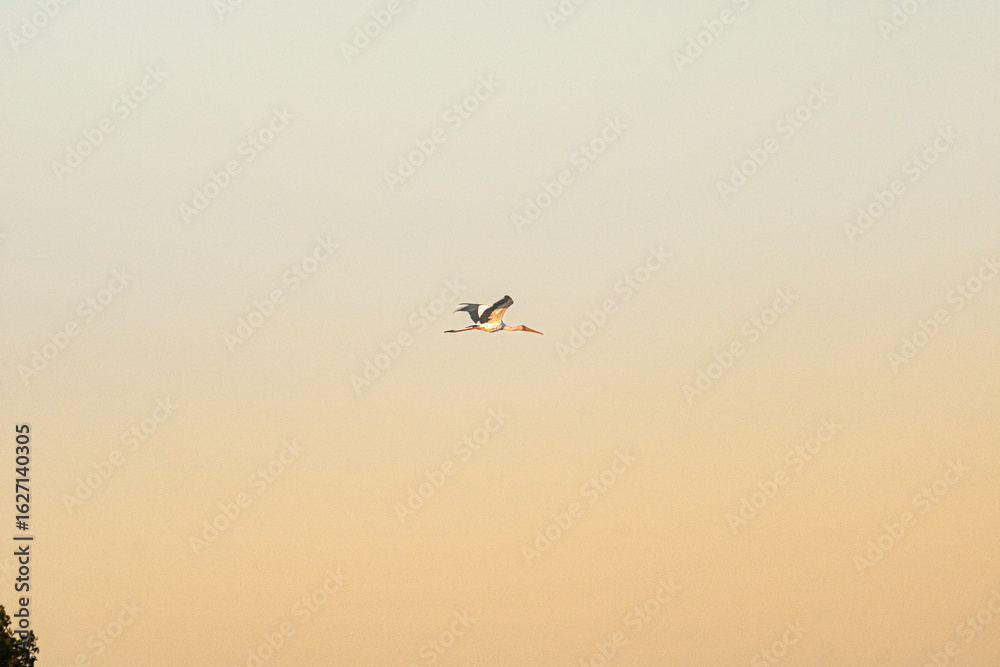 Fototapeta premium Is rare to find a stork on Kruger, if you do, be happy!