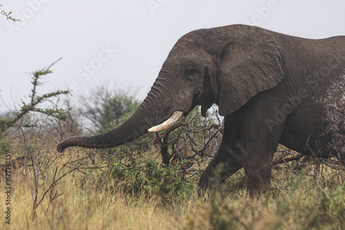 Wild elephant on the safari in South Africa on Kruger National Park