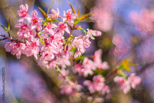 spring flowers in the garden