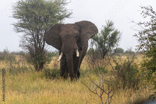 Wild elephant on the safari in South Africa on Kruger National Park