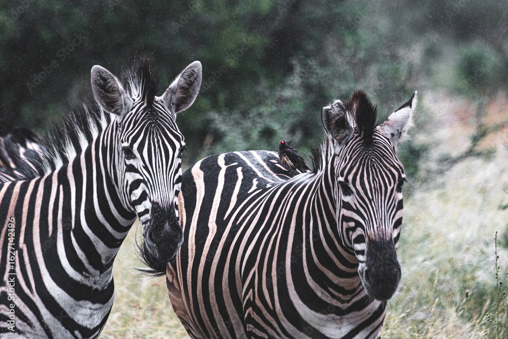 Fototapeta premium Zebra is one of the coolest animal to find on the Kruger Safari, South Africa
