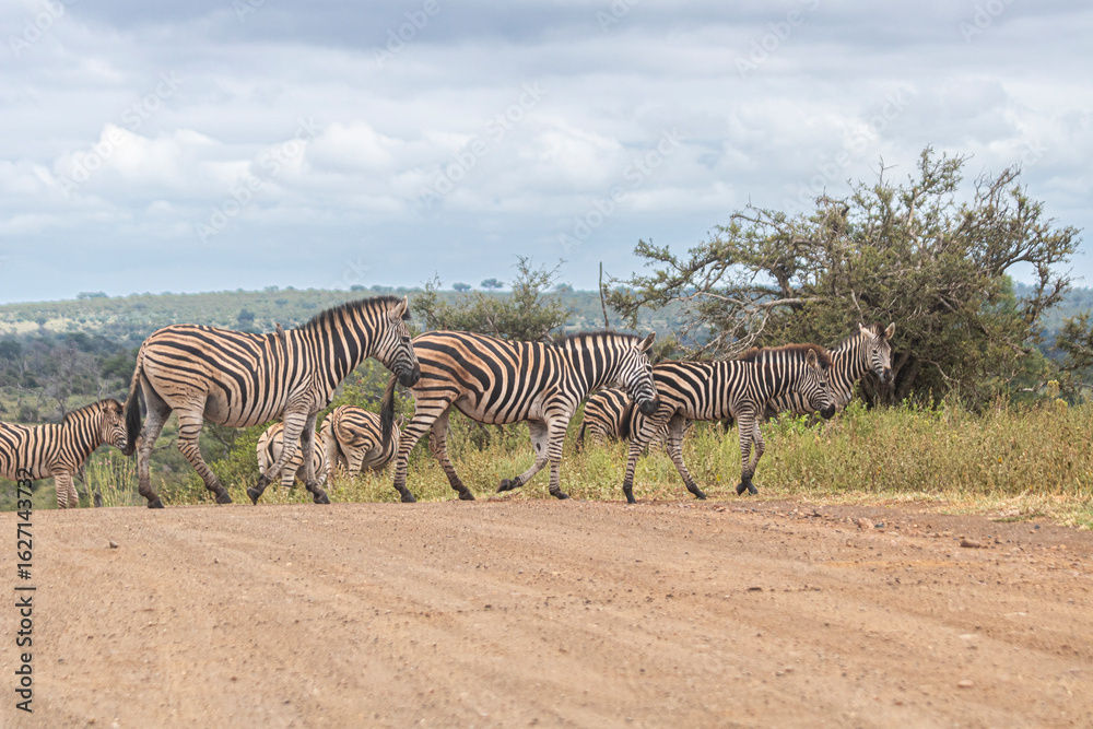 Obraz premium Zebra is one of the coolest animal to find on the Kruger Safari, South Africa
