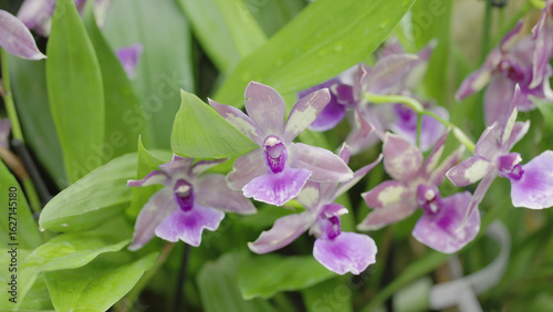 a close view of several mauve purple orchid flowers growing in singapore botanic gardens of singapore