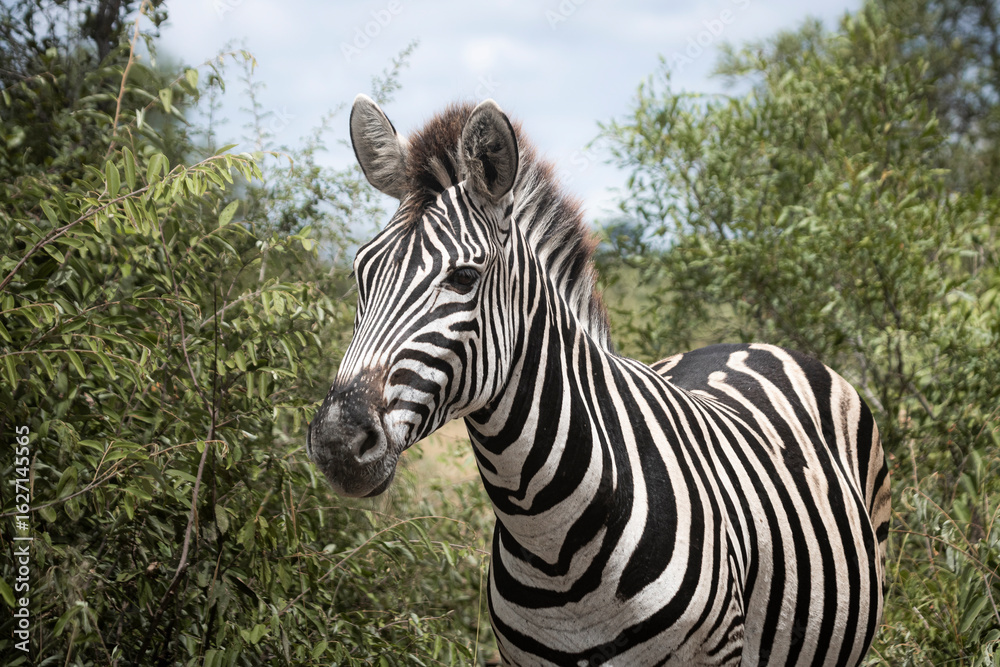 Fototapeta premium Zebra is one of the coolest animal to find on the Kruger Safari, South Africa