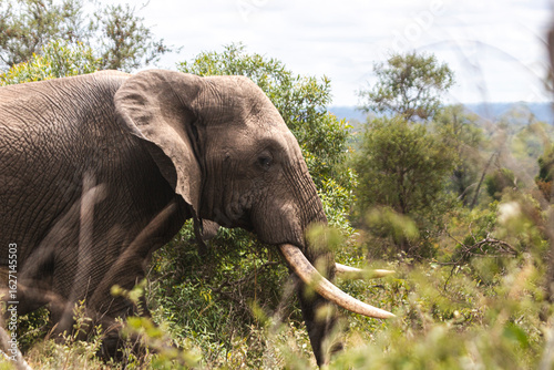Wild elephant on the safari in South Africa on Kruger National Park