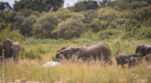 Wild elephant on the safari in South Africa on Kruger National Park