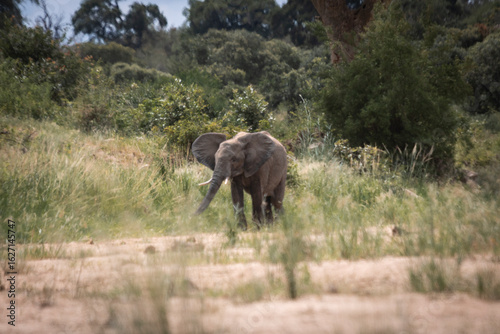 Wild elephant on the safari in South Africa on Kruger National Park
