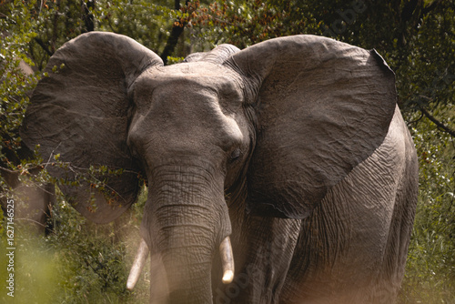 Wild elephant on the safari in South Africa on Kruger National Park