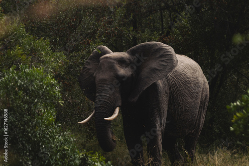 Wild elephant on the safari in South Africa on Kruger National Park