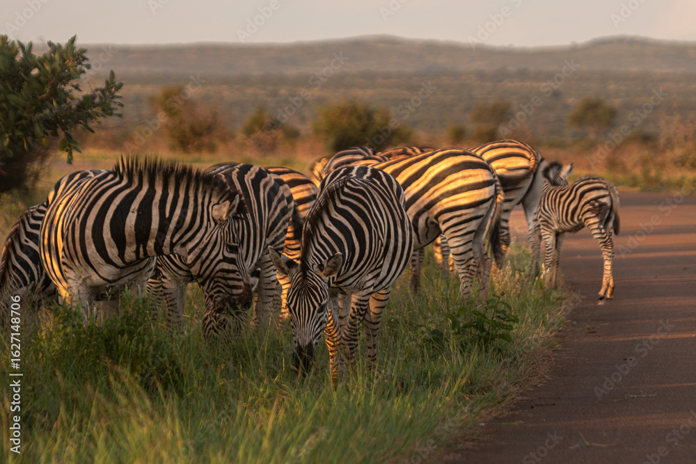 Fototapeta premium Zebra is one of the coolest animal to find on the Kruger Safari, South Africa