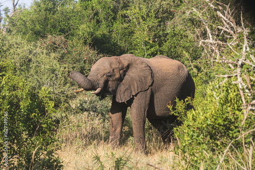 Wild elephant on the safari in South Africa on Kruger National Park