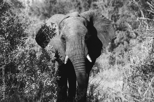 Wild elephant on the safari in South Africa on Kruger National Park