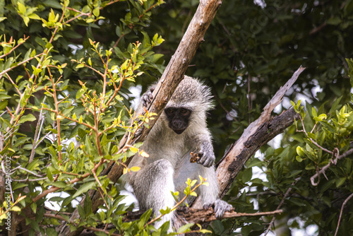 Monkeys are everywhere in Kruger and it is easy to spot them on the trees