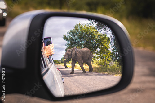 Wild elephant on the safari in South Africa on Kruger National Park