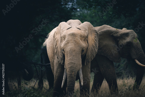Wild elephant on the safari in South Africa on Kruger National Park