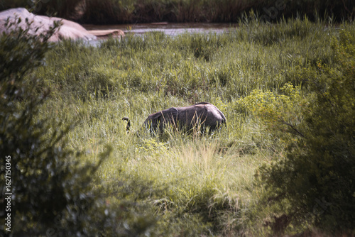 Wild elephant on the safari in South Africa on Kruger National Park