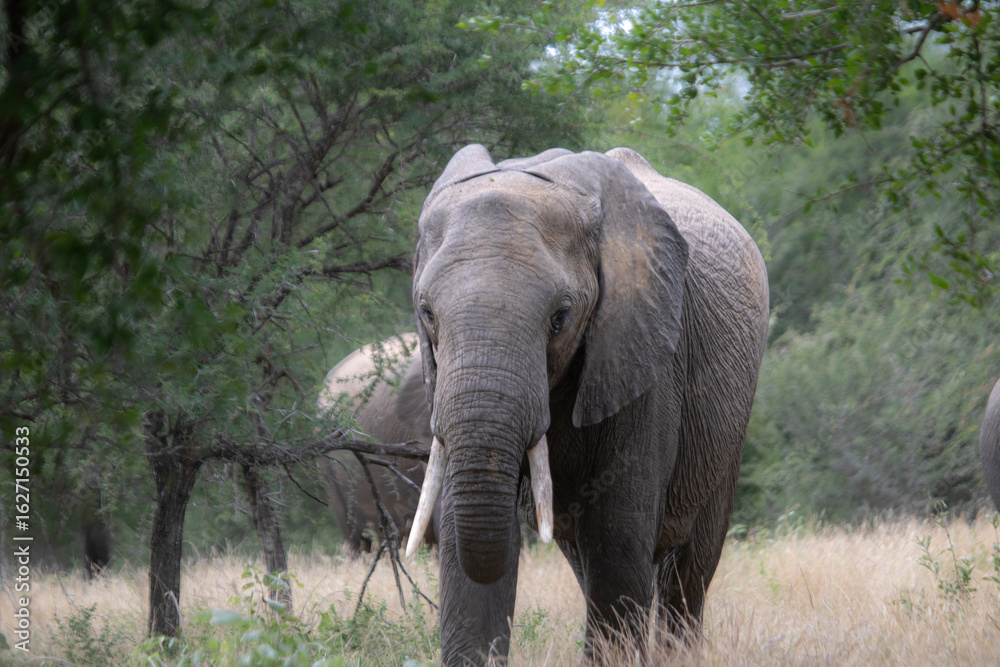 Fototapeta premium Wild elephant on the safari in South Africa on Kruger National Park