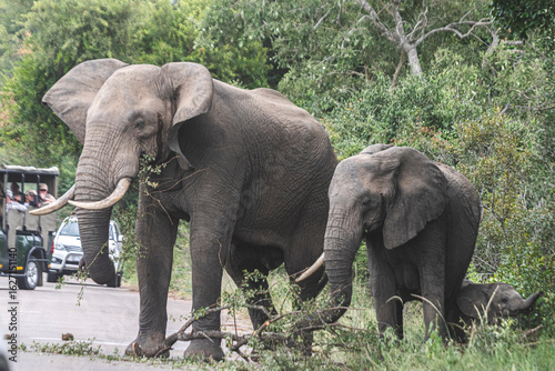 Wild elephant on the safari in South Africa on Kruger National Park
