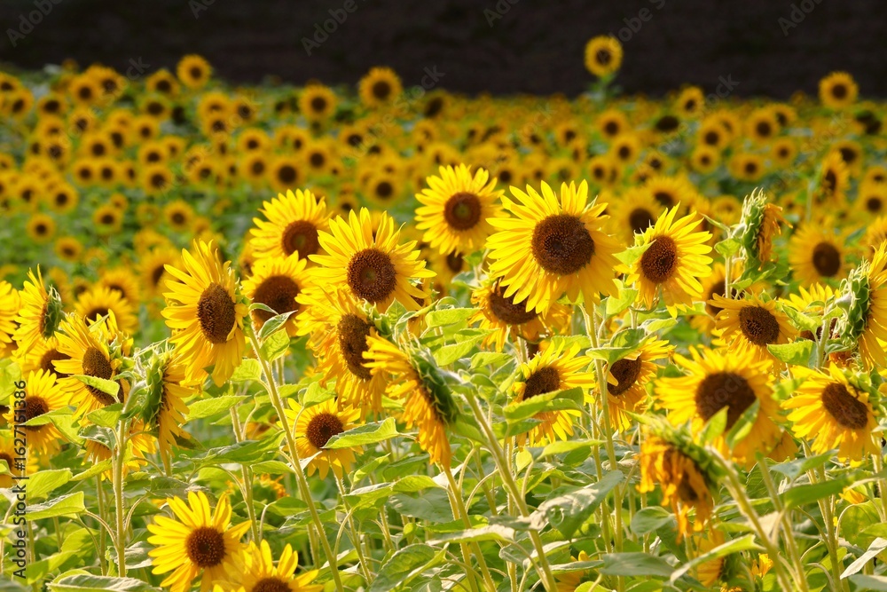 Fototapeta premium The setting sun shines on a field of a million sunflowers