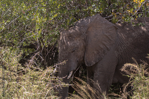 Wild elephant on the safari in South Africa on Kruger National Park