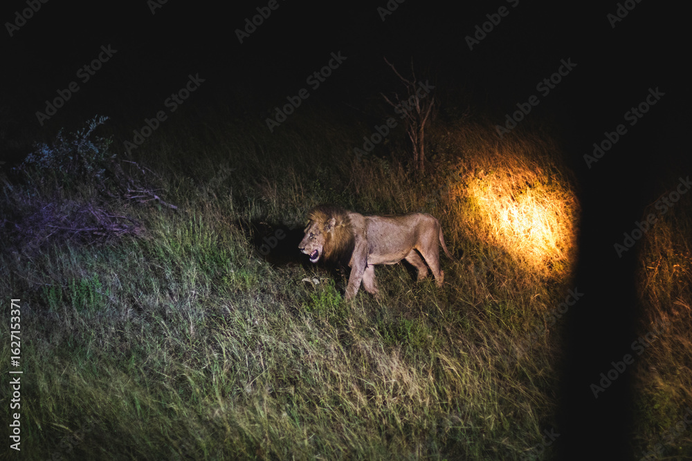 Obraz premium Lioness and lions are the most powerful animals on Kruger and all South Africa and you can feel that from them as soon as you look at them