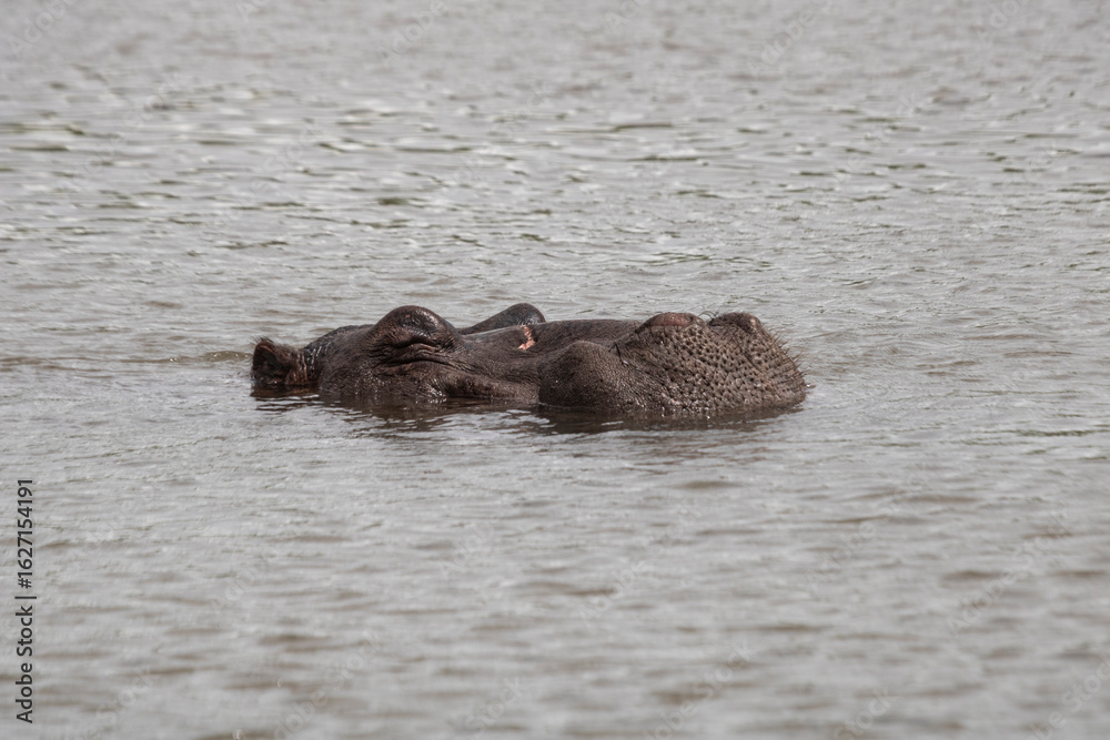 Fototapeta premium As dangerous as beautifuls, the hippos are incredible to watch in or out of the water