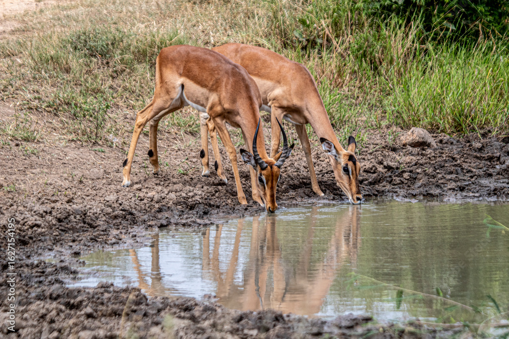 Impala is maybe the biggest group inside the Kruger Park Impala is maybe the biggest group inside the Kruger Park