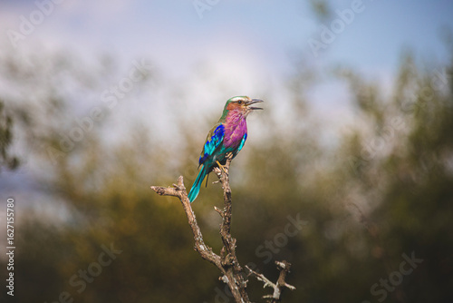 Indian Roller is by far the most beautiful bird on Kruger and mybe in South Africa