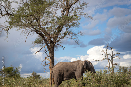 Wild elephant on the safari in South Africa on Kruger National Park