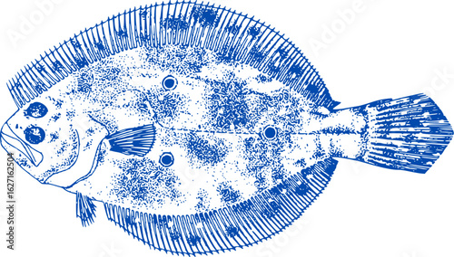 Flounder fish on white background. Flat illustration of a blue spotted flounder fish. Vector of flatfish, flounder plaice. suitable for restaurant menu design, flatfish products