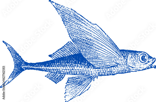 Flying fish vector illustration. Exocoetidae or Flying fish hand drawing vintage engraving illustration. California flying fish cheilopogon pinnatibarbatus californicus from the Pacific Ocean